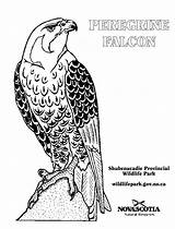 Peregrine Falcons Faucon Coloriage sketch template