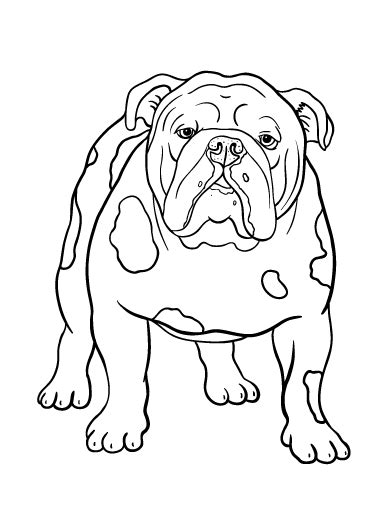 printable bulldog coloring page     http
