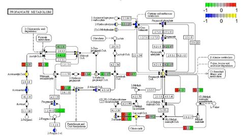 kegg map  humann pathways   fconstancias humann  biobakery