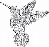 Hummingbird Colorear Colouring Coloringbay Zentangle sketch template