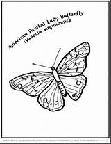 Coloring Pages Butterfly Cocoon Caterpillar Getcolorings Getdrawings sketch template