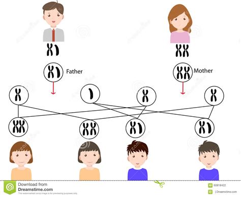 sex determination stock vector illustration of heredity 60818422