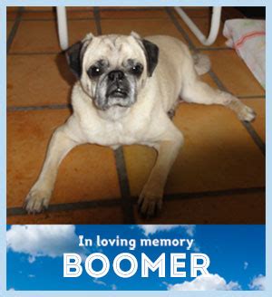 boomer compassionate pug rescue