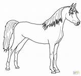 Cavallo Arabian Cheval Araber Disegnare Stampare Pferde Arabo Paard Kleurplaten Cavalli Kleurplaat Coloriages Shire Arabisch Arabe Fancy Frison Supercoloring Clydesdale sketch template