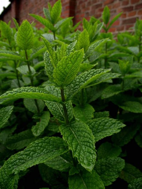 peppermint herb peppermint tea peppermint essential oil