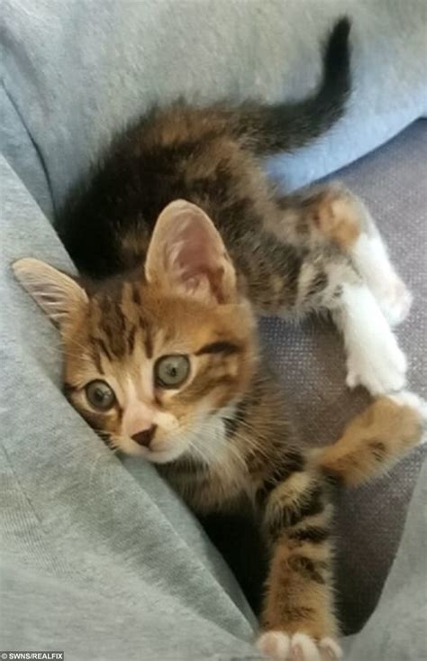 a tiny tabby wrapped in a plastic bag and callously dumped in a dustbin has been reared back to