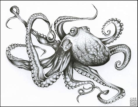 giant octopus drawing  paintingvalleycom explore collection