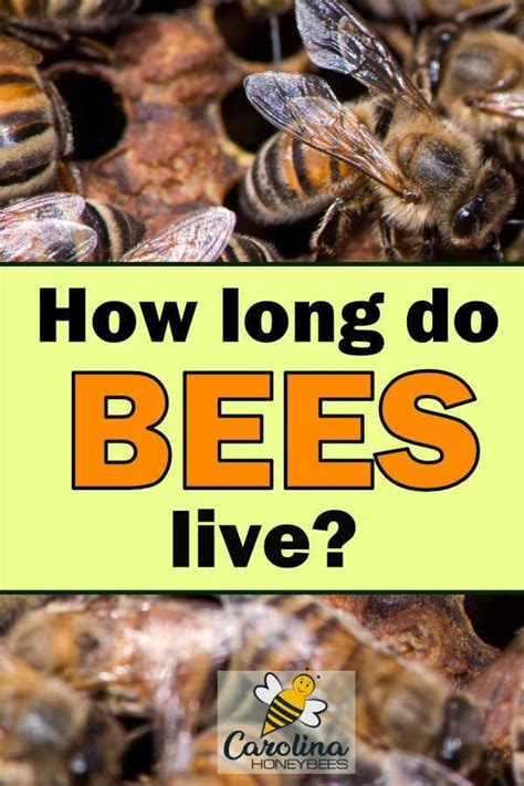 long  bees  carolinahoneybees honeybees bumblebees bumble bees types  honey