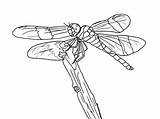 Dragonfly Libelle Fly Libellule Twilight Dragon Ausmalbilder Coloriage Animaux Intricate Dragonflies Coloriages Letzte Seite sketch template