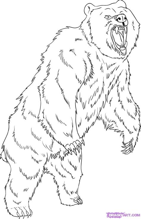 grizzly bear drawing