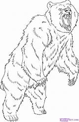 Grizzly Bear Drawing Coloring Draw Pages Step Standing Dessin Imprimer Printable Drawings Animal Coloriage Bears Outline Dragoart Animals Adult Kids sketch template