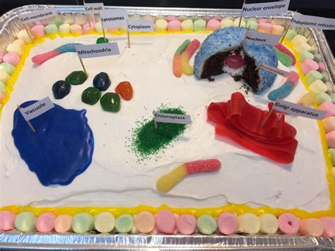 edible plant cell project  school