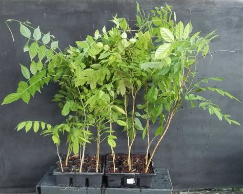 grow wisteria  seed  garden  eaden