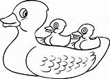 Duck Duckling Ducky Colonies Clipartmag Getcolorings sketch template