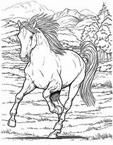 Chevaux Sauvage Cheval Sauvages Supercoloriage Heste Getdrawings Adulte Letscolorit Colouring Wildpferde Catégorie Tjent Sparet Malvorlage Openwheel sketch template