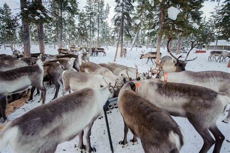 swedens incredible reindeer herders adventurecom