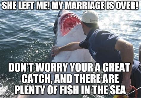 these shark memes are in honor of beloved shark week happy shark