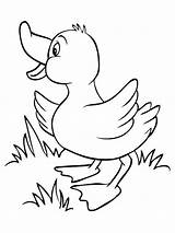 Coloring Pages Duck Ducks Animals Printable sketch template