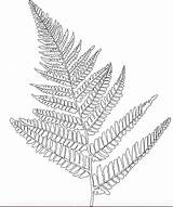 Drawing Fern Coloring Pages Simple Nature Holland Line Drawings Getdrawings Bmp sketch template