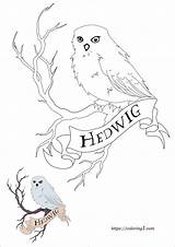 Harry Hedwig Coloring1 sketch template