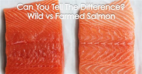 farmed salmon genetically modified exposed  toxins  contaminants