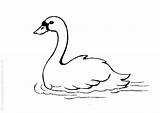 Cygne Swan Cisne Coloring Coloriages Dibujos Cygnes sketch template