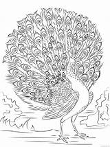 Coloring4free Peacock Coloring Pages Adults Tail Open Related Posts sketch template