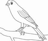 Canary Coloring Color Pages Bird Animal Print Drawings Cu Desene Birds Pentru Imagini Sheet sketch template