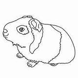Coloring Pages Guinea Animal Cuy Pig Kids Pigs Sheets Color Peru Visit sketch template