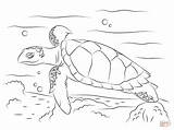 Turtle Sea Coloring Pages Hawksbill Cute Turtles Printable Drawing Reptiles Drawings Kids Animal sketch template