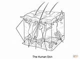 Coloring Tissue Skin Pages Epidermis Subcutaneous Human Anatomy sketch template