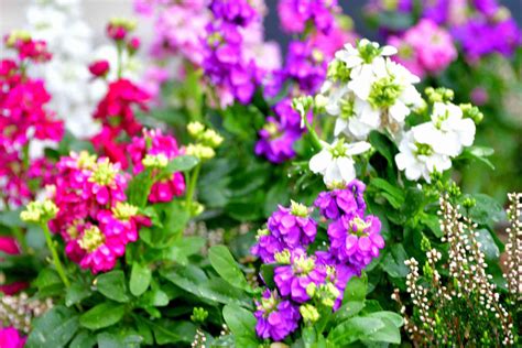grow  care  stock flowers