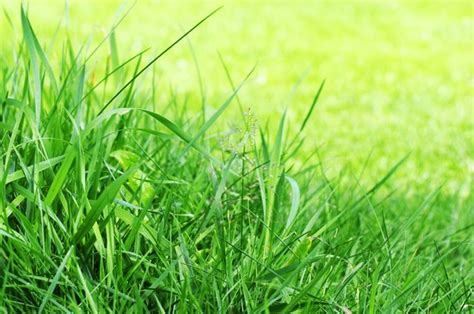 grass  stock  rgbstock  stock images jazza july
