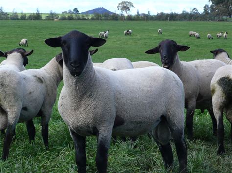 suffolk ovelhas ovinos animais