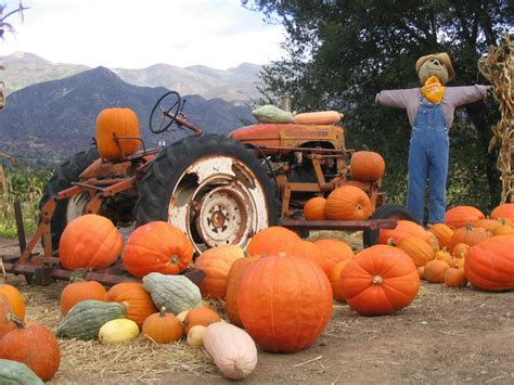 boccali ranch pumpkin patch