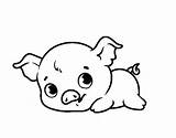 Coloring Pages Cute Pigs Pig Sheets Baby Printable Color Animal Popular Porky Peppa Dog Choose Board sketch template