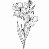 Gladiolus Flower Drawing Tattoo Drawings Outline Birth Flowers Tattoos Coloring Clipartxtras Choose Board sketch template