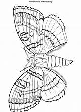 Farfalle Pagine sketch template
