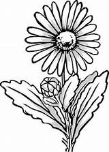 Flower Coloring Pages Beautiful Delicate Clematis sketch template