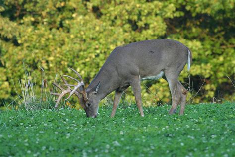 Food Facts Secrets Of A Whitetail S Stomach