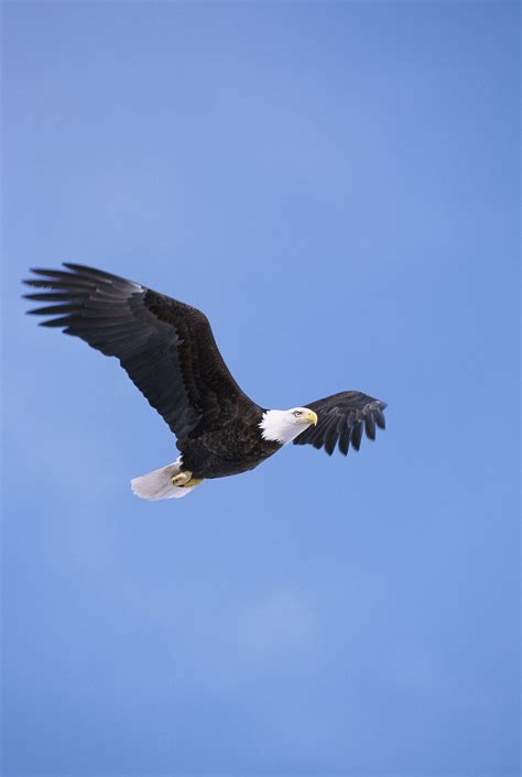 bald eagle  flight images bald eagle flying  body  water