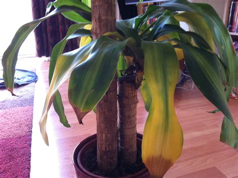diagnosis - Are the yellow leaves on my Massangeana due to