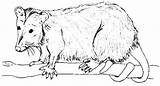 Possum Colorluna sketch template
