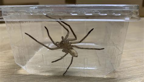 enormous spider with very nasty bite found in bananas at grocery store