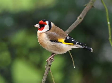 fascinating world  british finches bird lover