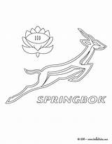 Coloring Rugby Team Pages Africa South Springbok Spring Color Kids African Print Printable Box Flag M9n Sports Book Hellokids Designlooter sketch template