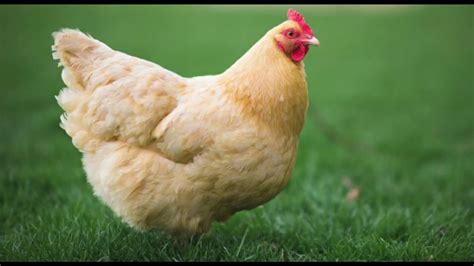 Top 10 Best Egg Laying Chicken Breeds Youtube