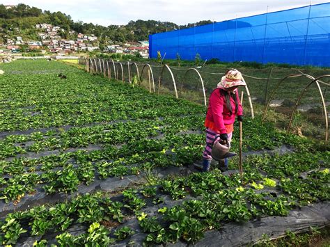 Travel Guide Strawberry Farm In La Trinidad Benguet Lost And Wonder