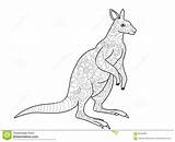 Kangaroo Illustration Vector Adults Coloring Book Preview sketch template