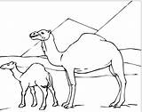 Camel Fascinating sketch template